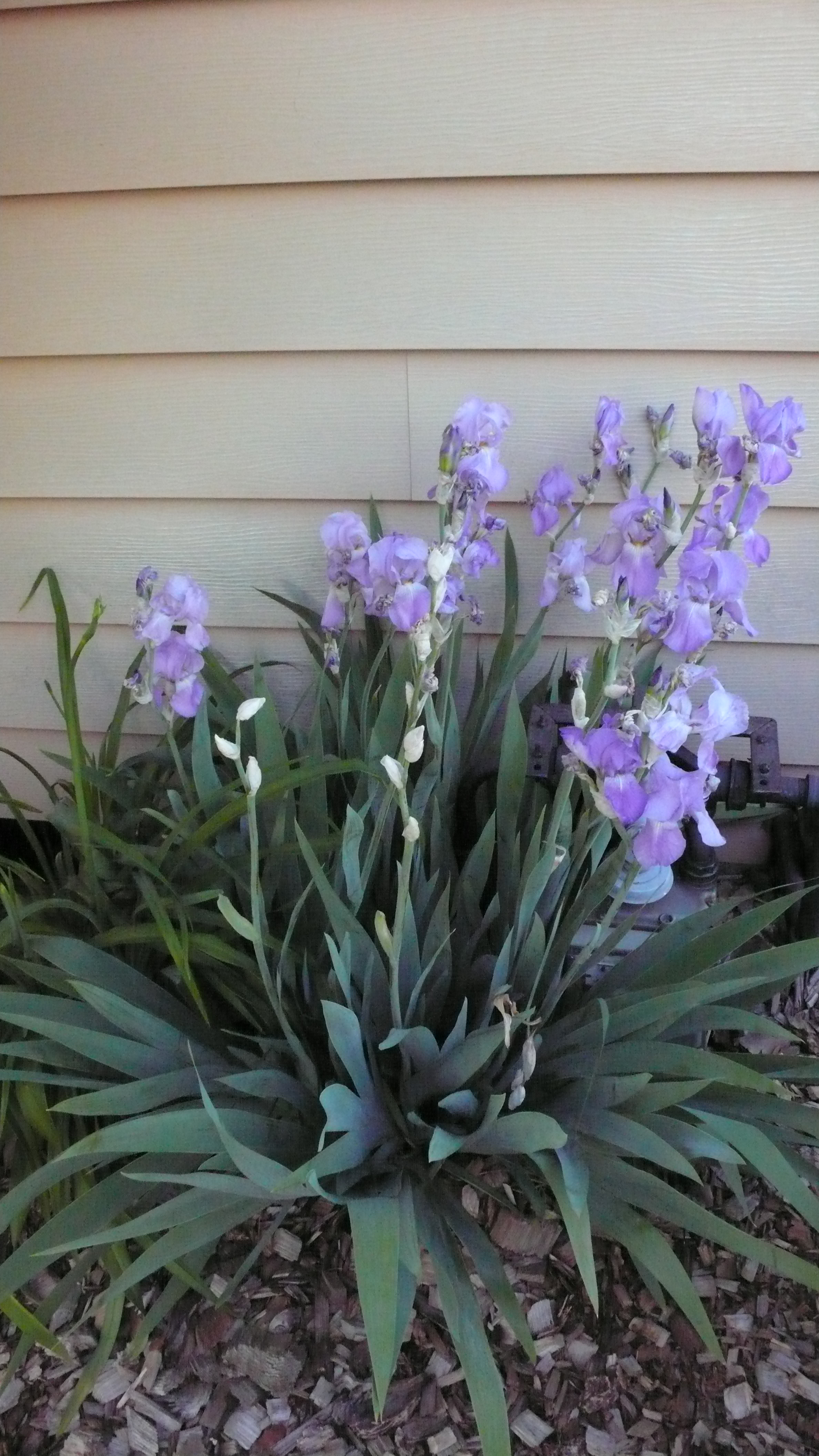 Bearded iris